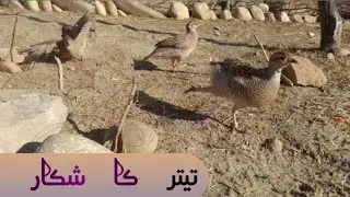 Teetar ka shikar | Partridge hunting |Teetar Shikar karne ka Tarika |Teetar Pakdne ka tarika