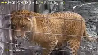 Most Amazing Animal Hybrids Lion Tiger Mating !!!