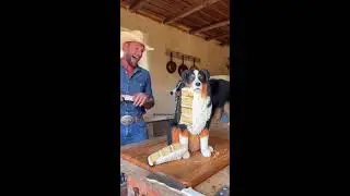 Dog vs Cake! Hilarious Live Reaction