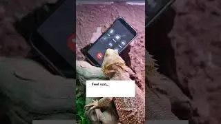 Bearded Dragon Substrate