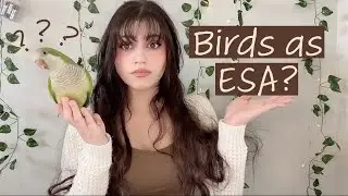 Birds as Emotional Support Animals?