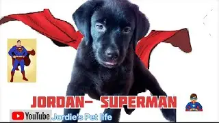 The Untold Story of Jordan - Superman's Secret Identity#labrador #pet #funny #labradorretriever