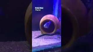 Polar Blue Parrot #viral #shortsvideo #shortvideo #polarblue #viralonshorts #viralshorts #fishshorts