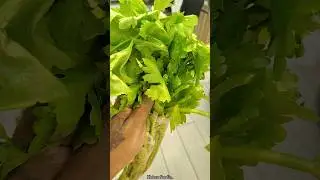 Celeryയുടെ ആരോഗ്യ ഗുണങ്ങൾ അറിയാമോ??#healthylifestyle #healthyeating #healthyfood