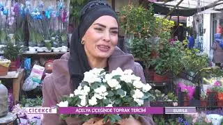 ÇİÇEKÇE AÇELYA
