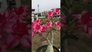 Adenium full of bloom #adenium #adeniumflower #flowers #adeniumlover #shorts #short #bloom #nature