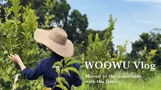 採夏末檸檬Vlog ｜自製蜂蜜檸檬醋｜豐盛早餐&手沖咖啡