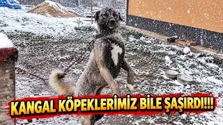 Kangal Köpeklerimiz Nisan Sürprizini Karlar Altında Karşıladı