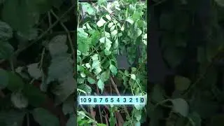 Насекомое с тростью - Испытание на камуфляж