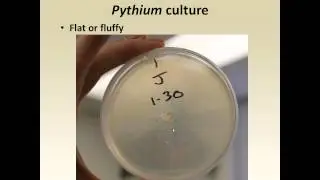 Soil Borne Diseases of Dry Bean - Full Recording