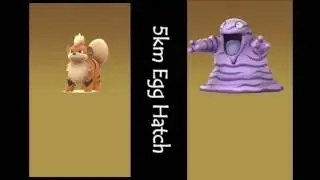 5km Egg Hatch! Growlithe & Grimer