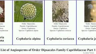 List of Angiosperms of Order Dipsacales Family Caprifoliaceae Part 1 cephalaria honeysuckle abelia