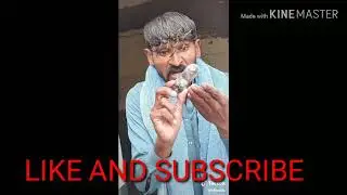 Phullu .molvi usman new tik tok funny videos