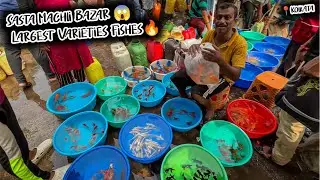 Fish Market | Galiff Street Fish Market Kolkata | Cheap Price | Recent Aquarium Fish Price Update