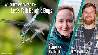 Wildlife Wednesday: Let's Talk Benthic Bugs