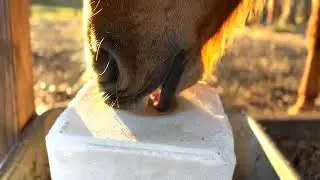 The Importance of Salt/Sodium for Horses