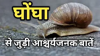 घोंघा से जुड़े रोचक तथ्य | Interesting Facts about Snail Animal in Hindi @thefactsmonster #snails