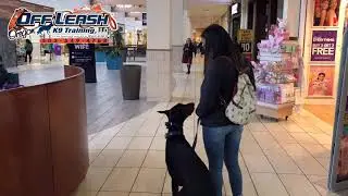 Kahn 10 MO Dobie | Best Dog Training in Oregon