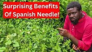Before You Use Mouthwash Again, Watch This  | Natural Mouthwash with Spanish Needles (Bidens Pilosa)