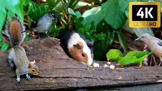 Cat TV &bull; Dog TV - Tiny Chipmunks and Friendly Birds Meet Again 💦 Birds for Dogs and Cats to Watch 4K