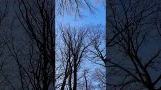 Silent Winter Forest Road | Cinematic Nature Walk for Calm & Focus