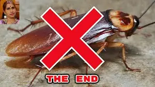 Cockroach Killer |  Home Remedies to get rid of Cockroaches forever | Best Medicine  | Tips & Tricks