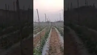 khire me dhaga Machan ....#farming #agriculture #khira #machanbidhi