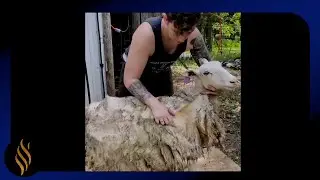 Hair Sheep That Didn't Shed For 5 Years