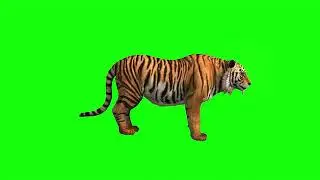 free green screen, animals, tiger, chroma key, 3d animation, 4K, hd