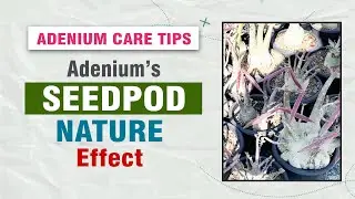 Стручки семян адениума на моих растениях | Nature Effect