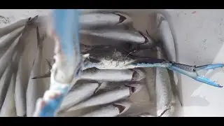 BIG OLD MONSTER SAFETY BAY CRAB