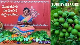 మొదటిసారి పండించిన ఉస్తి కాయలు  - Turkey Berry, Sunflower @SaileelaVlogs  #terracegarden #harvest