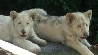 Playful White Lion Cubs Cling to Zookeeper's Leg at Mexico Zoo