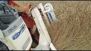 Обмолот пшеницы комбайном Kubota sr 16