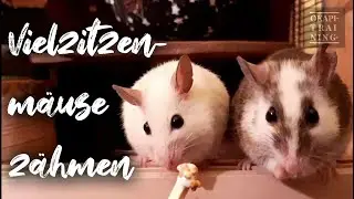 Vielzitzenmäuse zähmen - VZMs als Haustiere ?!