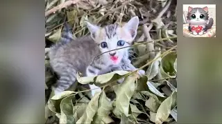 Rescuing a Neglected Kitten and Rebuilding Trust After Abuse and Abandonment in a Remote Area.