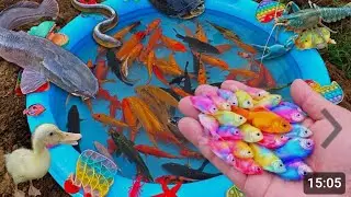 Fresh view lake with beautiful halfmoon betta fish make my team happy to catch and feed them.