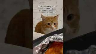 Тихое грустное ожидание 🐈 #stray #cats #cat #waiting #котики #fish