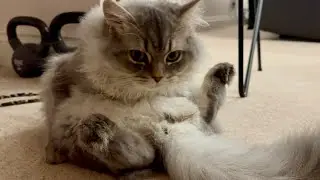 🐾 My Kitten Belfy Won’t Let Me Go to the Gym, Too Cute to Leave! 😻