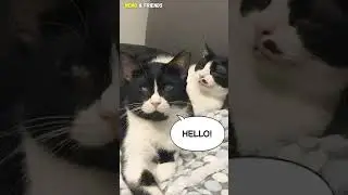 Blind Rescue Cat Steals Smokey's Spot #shorts