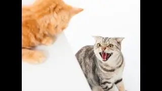 DIRECTO sobre las relaciones entre Gatos