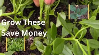 Grow These, Save Money 💰, Never Buy These Again | Waterleaf, Kale & Amaranthus Gardening Guide