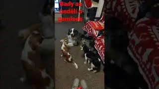 pamlsek