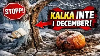 STOPP! Kalkmåla INTE träden i december. 9 av 10 gör detta fatala misstag.