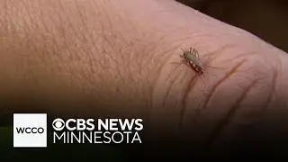 What causes mosquitoes to buzz?