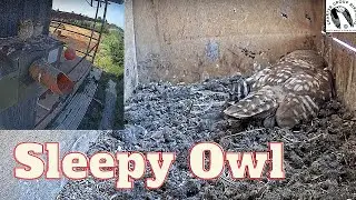 Little owl takes a little nap inside the box