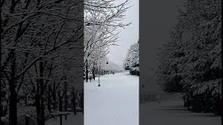 Tombe La Neige - Salvatore Adamo(눈이 내리네 - 살바토레 아다모)#shorts #music #love #snow#Chanson #Winter