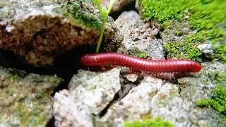 Discovering Millipedes: Armored Invertebrates of the Forest Floor 