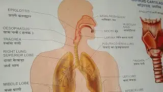 whooping Cough कुकुर खासी ओर इलेक्ट्रो होम्योपैथिक में Tratment Eh medicine Electro Homeopathy BEMS 