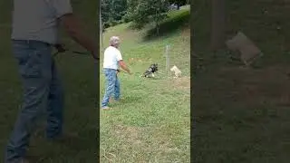 Buster OL Vom Fox training / drive building/ bite development